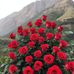 Abdul Sarkar - Facebook