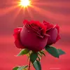 Abdul Shaik - @abdul.shaik54 - TikTok