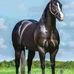 Abdul Shaikh - Facebook