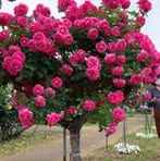 Abdul Ganih Sahtani - Facebook