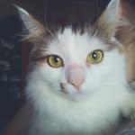 Abdulla Sutton - @abdullasutton - Instagram