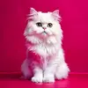 AbdulTahagc - @abdultaha155 - TikTok