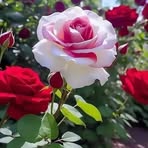 Abdul Uddin - Facebook
