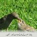 Abdul Wakeel - Facebook