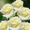م_ح-ل نور الشام - @abdulward02 - TikTok