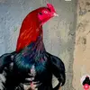 abdulwattu - @abdulwattu - TikTok