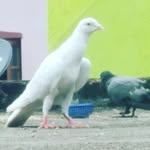 @callmewheelerabdul - Instagram