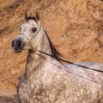 عبدالله راشد العجمي - @abdullah_alajmii__ - Instagram
