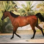 Abdullah Almulla - @aboodalmulla5544 - Instagram