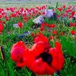 Abdullah Alrashed - @abdullahalrashed1974 - Instagram