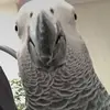 Abdullah alrashed - @alrashedabdulaah - TikTok