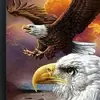 النسر - @abdullah.alsalman - TikTok