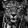 Abdullah _ ALSHAMRANI 💛 - @alshamrani_1818 - TikTok