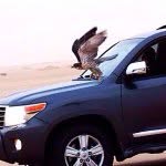 Abdullah.alsharrah - @bo7mood.alsharrah - Instagram