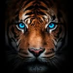 Abdullah Anderson - @brum81111 - Instagram