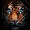 Abdullah Karl Anderson - @abdullah.karl.and - TikTok