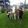 Abdullah Aqeel - @abdullahaqeel14 - TikTok