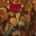 Abdullah Asad - Facebook