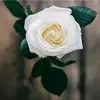 abdullahatiq321 - @abdullahatiq321 - TikTok