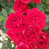 abdullah ballak - @abdullahballak0 - TikTok