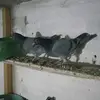 Abdullah Ergin - @abdullahergin79 - TikTok