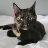AbdullahFoster1207 - @salamcxssgy - TikTok
