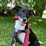 Grace and Abdullah’s foster animals - @graceandabdullahfoster - Instagram