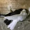 Ghazali Abdullah - @ghazali.abdullah98 - TikTok