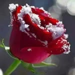 abdullah hamdard - @hamdard734 - Instagram