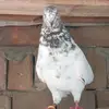 Sami Ullah Hashmi - @abdullahhashmi270 - TikTok