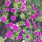 Rhgjgjg - @abdullahhooda - Instagram