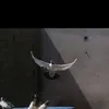 Abdullah Jabar - @abdullahjabar49 - TikTok