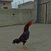 Abdullah Javed - Facebook