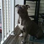 Abdullah Jones - @abdulbravehearted77 - Instagram
