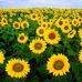 Abdullah Kakar - Facebook