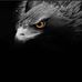 Abdullah Luqman - Facebook