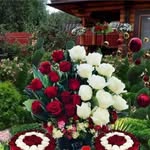 Abdullah Mamon - @abdullahmamon333 - Instagram