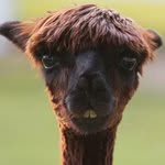 Abdullah Miles - @abdullahmiles - Instagram