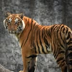 abdullah seraj - @abdullahseraj113 - Instagram
