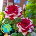 Abdun Noor - Facebook