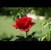 Abdul Ali - Facebook
