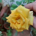 Zara Khan - @abdurraafay9 - Instagram