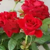 Abdus Shahid - @abdusshahid153 - TikTok
