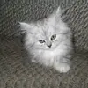 Shahid - @abdus.shahid3 - TikTok