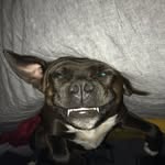Abe Austin - @abe_goldilocks - Instagram