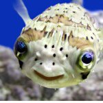 Abe Collins - @marine_biologist - Instagram
