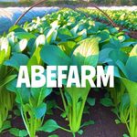 ABEFARM - @abefarm - Instagram