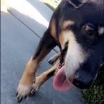 Abraham Feldman Wilson - @abe_the_dogg - Instagram