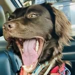 Abraham Fields - @abe_therescuedog - Instagram