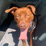 Abe - @abe_fosterdog - Instagram